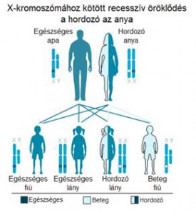 a_hemofilia_oroklodese